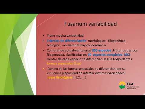 Vídeo: La Transcriptómica Dual Resuelta En El Tiempo Revela Genes De Raíz De Nicotiana Benthamiana Inducidos Temprano Y Efectores Conservadores De Phytophthora Palmivora Que Promueven La