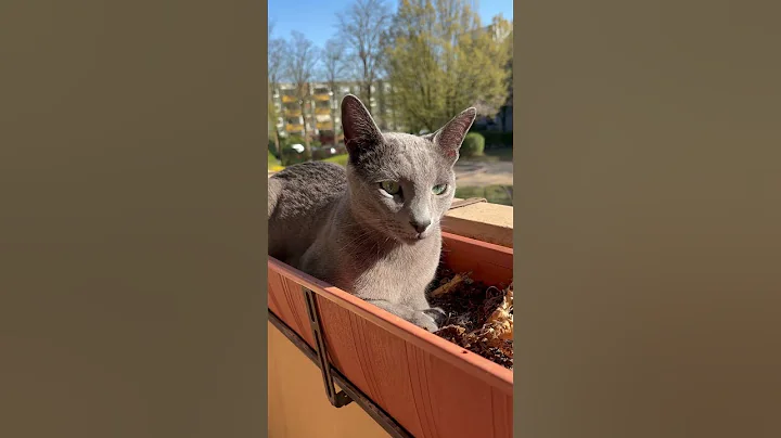 Video 8581691: russian blue kitty cat, pet russian blue cat, russian blue cat kitten, russian blue cat enjoys, cute russian blue kitten, cat enjoying sun