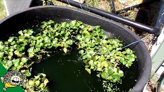 Longfin White Cloud Fry in Outdoor Tropical Pond! DIY Water Polisher