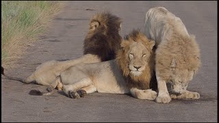 Casper the White Lion  Spending a morning with this famouse lion and his brothers in Kruger Park