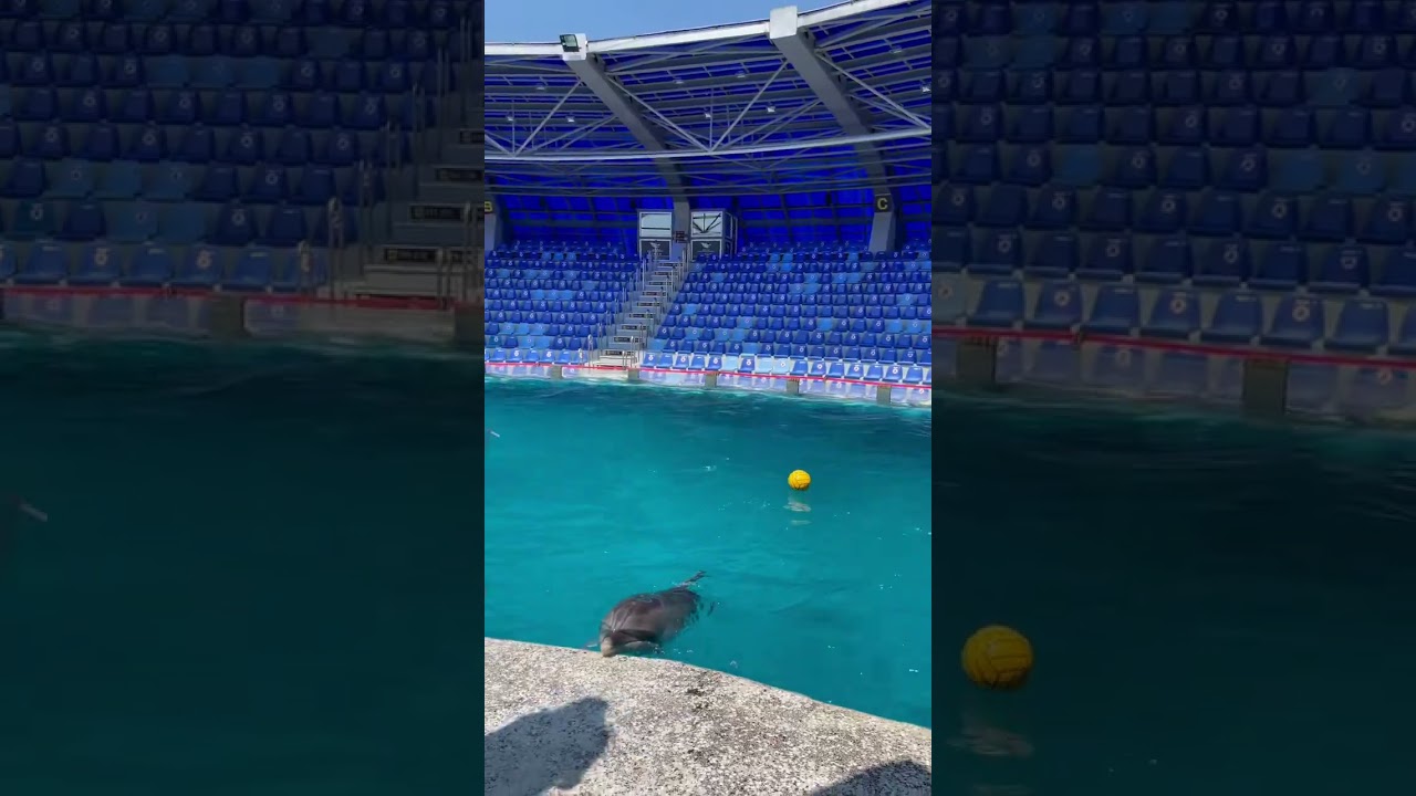 #самыйлюбимыйпитомец