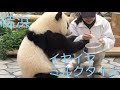 【結浜🎀 独り立ちの思い出①】イヤイヤミルクタイム🍼/飼育員さんとの攻防戦/pandacub/yuihin #ぽめぱん #PandaChannelbypomeranianfilm
