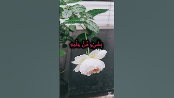 آية الكرسي بصوت خاشع للشيخ عبد الباسط عبد الصمد | تلاوة تهز القلوب