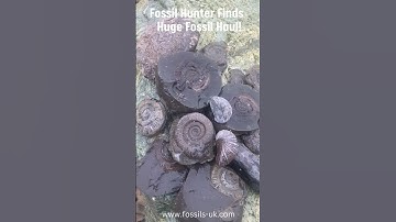 Fossil Hunter Daily Haul #fossils #jurassic #fossilhunting #shorts