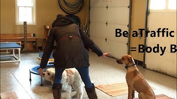 Be a Traffic Cop Dog Training