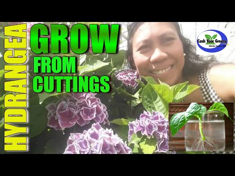 HOW TO GROW HYDRANGEA FROM CUTTINGS   🌺 🌺