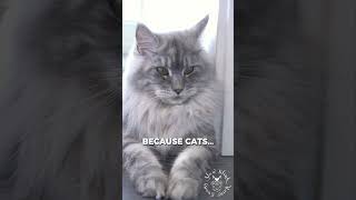 Cats Or Dogs? | Cute Maine Coon Cat