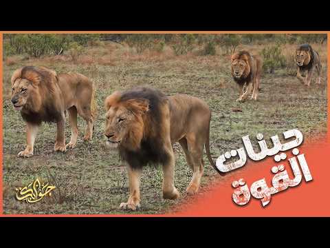 Black Roller Coaster The Evil That Spawned The Strongest Royal Genes In Sabi Sand