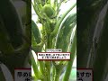 【オクラ栽培】収穫を長く楽しむ!お世話と害虫対策【シェア畑】【農園ライフ】 #shorts