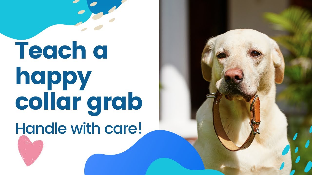 How to teach your dog to like being grabbed by the collar. YouTube