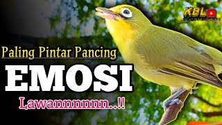 Download lagu CIAK CIAK JOSS KECIAL KUNING AMPUH||PANCINGAN KECIAL MALAS BUNYI||