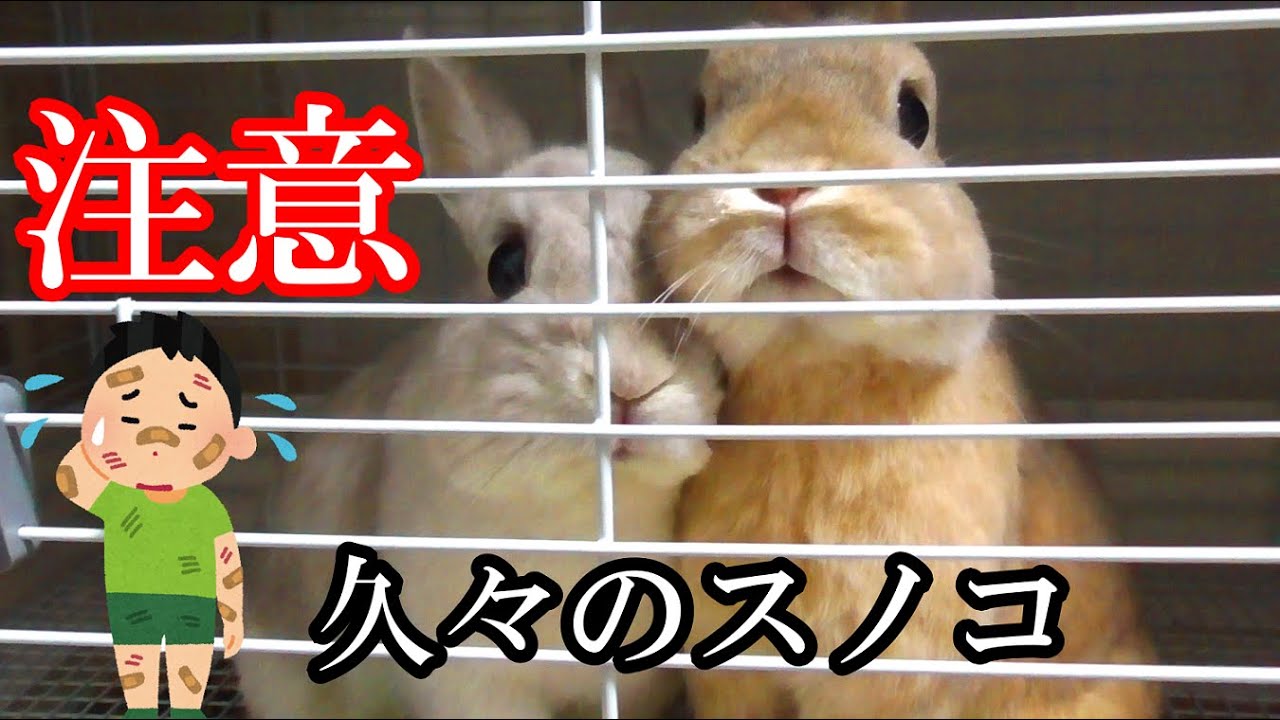 うさぎのソアホック対策に使ってたものを新しいお家で活用 Youtube