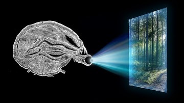 Reality is a Controlled Hallucination