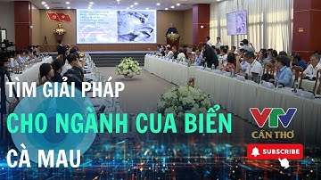 Truy xuất nguồn gốc để giữ thương hiệu cua biển Cà Mau | VTV CẦN THƠ