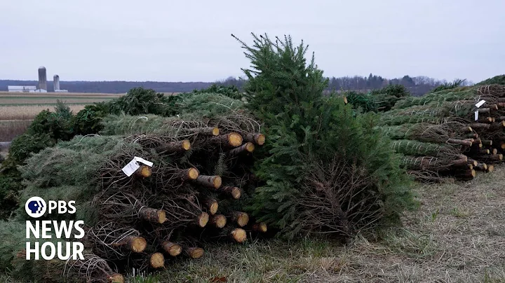 The long road from a Christmas tree farm to your home