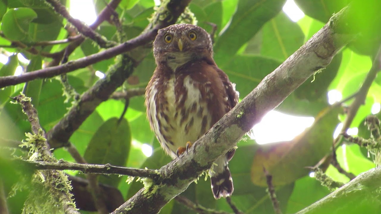 Choco endemic, cloud-forest pygmy owl (Glaucidium nubicola) Providencia