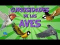 Curiosidades de las aves | Videos Educativos para Niños.