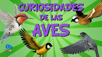 Curiosidades de las aves | Videos Educativos para Niños.