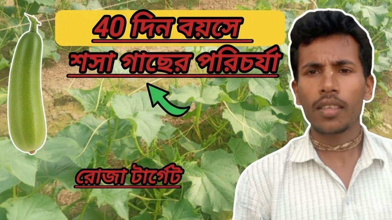 40 দিন বয়সে শসা গাছের পরিচর্যা # cucumber farming