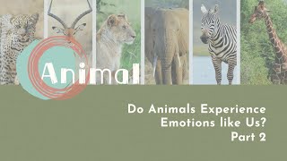 【LIVE互動英語:20230329】動物趣聞:動物會像我們一樣表達情緒嗎?2