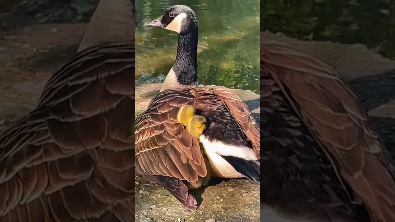 Duck Eats from Hand  Rare Calm Bird Close Up! 