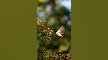 😍❤️ hummingbird #shorts #short #youtube #youtubeshorts #subscribe #viral