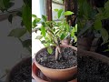 Natarajasana Dancing Bonsai Tree Ficus Microcarpa Ginsing Focus Houseplant