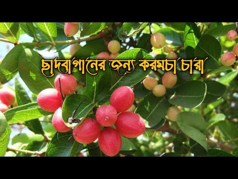 ভিডিও: শরত্কালে লাল Currants রোপণ: সঠিকভাবে চারা রোপণ কিভাবে? অক্টোবর মাসে শহরতলিতে রোপণ করা সম্ভব? অন্যান্য অঞ্চলে তারিখ