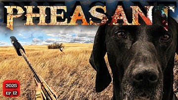 Pheasant Hunting Like Never Before | Dog View Camera 4k 