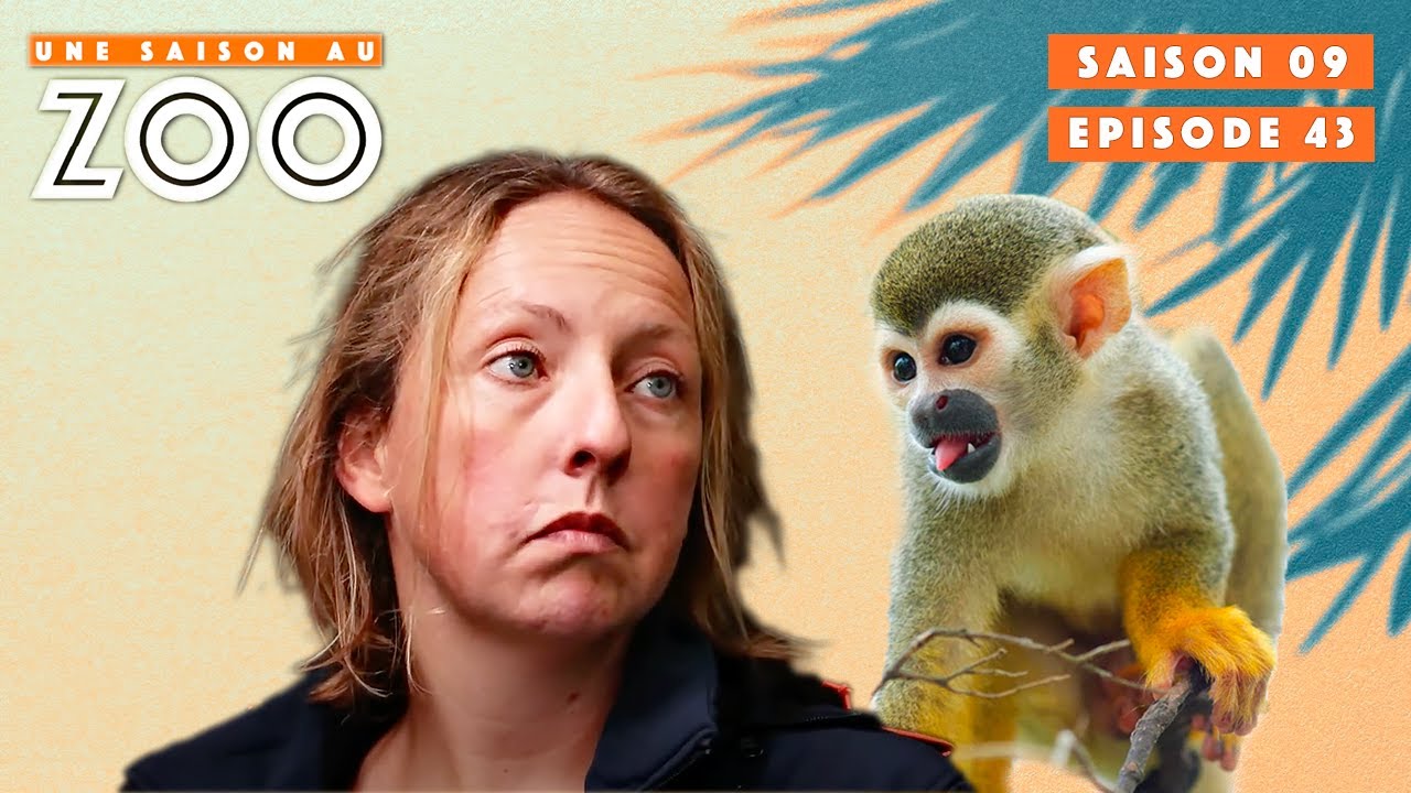 Maurice le Saïmiri est enfin accepté dans le groupe | S09EP43 | Émission | Une Saison Au Zoo