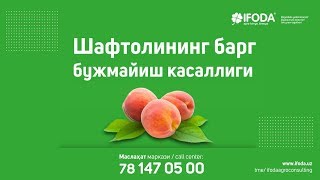 Шафтолининг барг  бужмайиш касаллиги