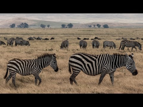 Ngorongoro Crater Safari