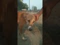 #batao ek din ke liye banoge Tum CM live telecast ho raha #hai #conedy #funny 😋😋😋😋