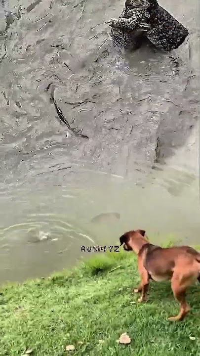 2 EKOR BIAWAK TETAP POKUS WALAU MENDENGAR SUARA ANJING MENGGONGGONG #shorts #animals #dog #biawak
