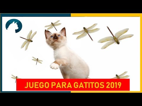 cráneo voltereta mucho 🦟 Juegos para gatos en video de LIBELULA !! 🦟 - VIDEOS PARA GATITOS BEBES  ! - CAT GAMES - YouTube