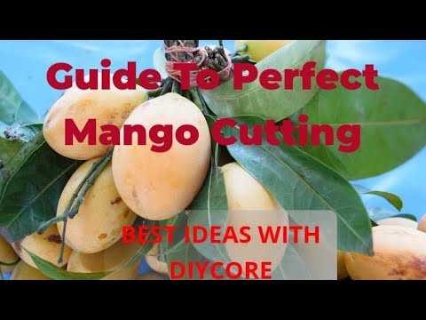 The Ultimate Guide To Mango Perfection