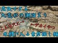 【ガサガサ】大荒れの潮溜まりでガサガサしてみた【潮溜まり水槽】