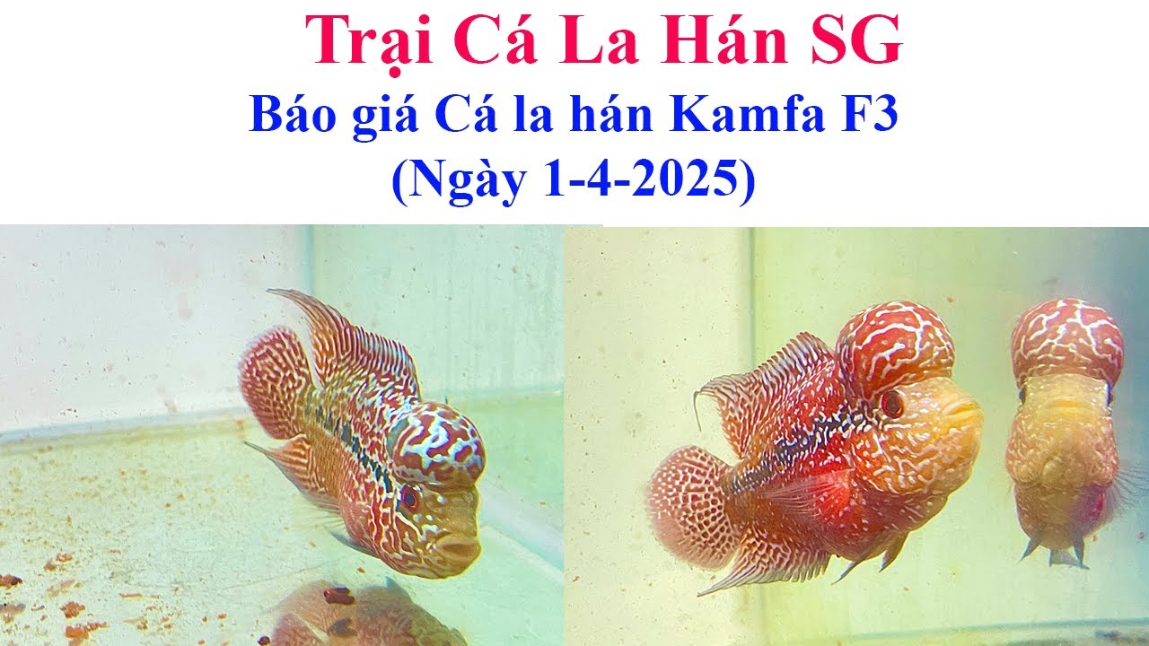 Báo giá cá la hán Kamfa F3 (ngày 1-4) - Trại Cá La Hán SG