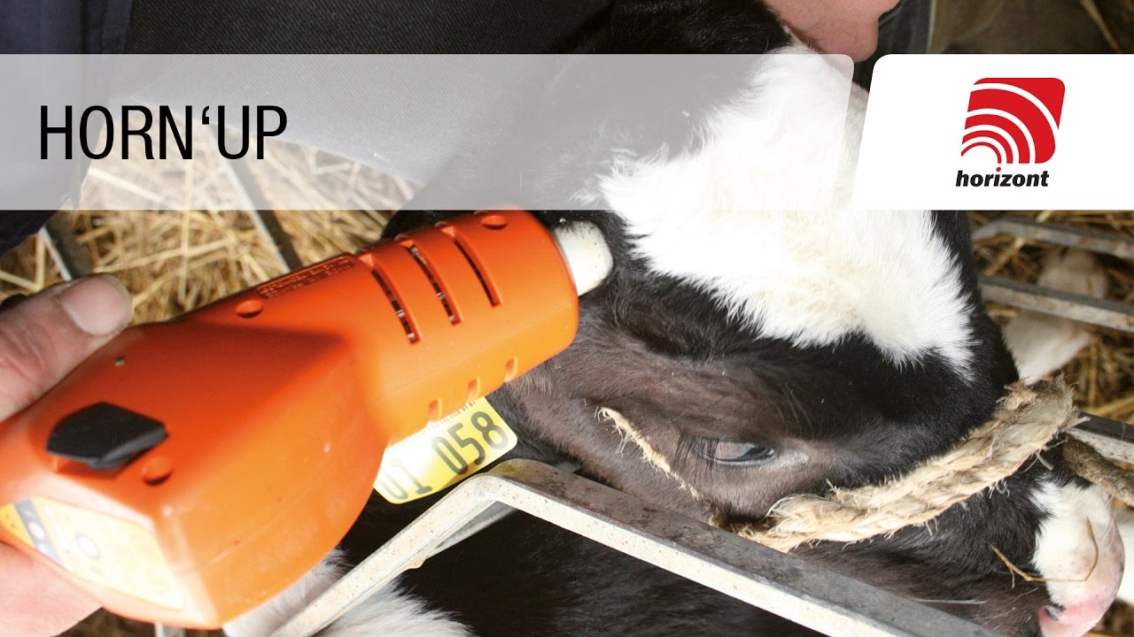 HORN'UP