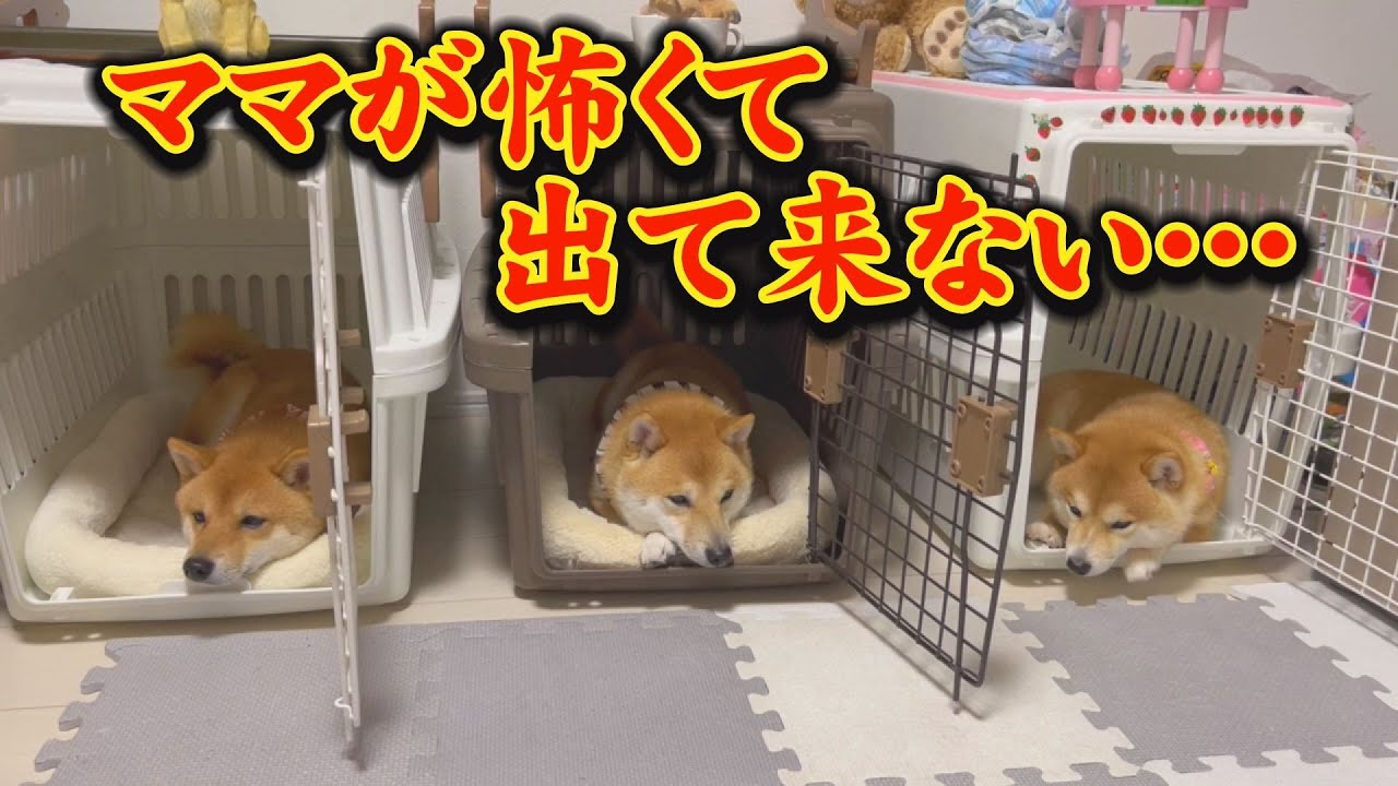 衝撃…大好きだったママを嫌いになった？怯える豆柴三兄弟・・・