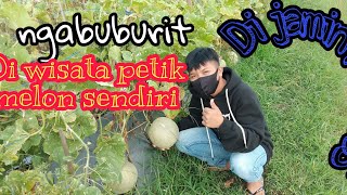 Ngabuburit Wisata Petik Melon Sendiri