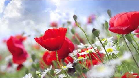 An Nisa Idriss Abkar,   سورة النساءإدريس أبكر