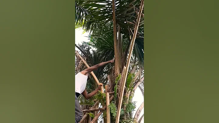 how we harvest wild palm leaf stems to build offgrid homesteads|diy handcraft🌴#viral#shorts