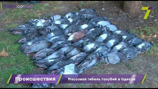 Массовая гибель голубей в Одессе Массовая гибель голубей в Одессе