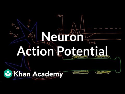 Neuron action potential description | Nervous system physiology | NCLEX-RN | Khan Academy