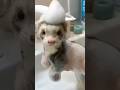 O animal doméstico mais BAGUNCEIRO do mundo! 🫠🐾