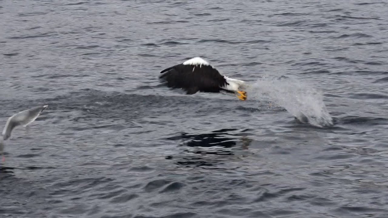 Nice catch! - Steller's Sea Eagle 