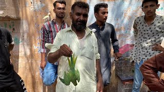 MAIN PARINDA NAHI PALON GA? CHEATERS IN LALUKHET BIRD MARKET | PBI OFFICIAL