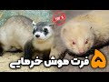 زیباترین فرت هایی که بر روی زمین زندگی میکنند فرت ها گورکن هستند زیباترین فرت هایی که بر روی زمین زندگی میکنند فرت ها گورکن هستند