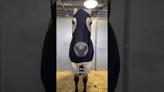 These Horses Are Pure Chaos! 🤣🐴 (Funniest Horse Moments Ever!)  #funnyhorses  #pets #horses